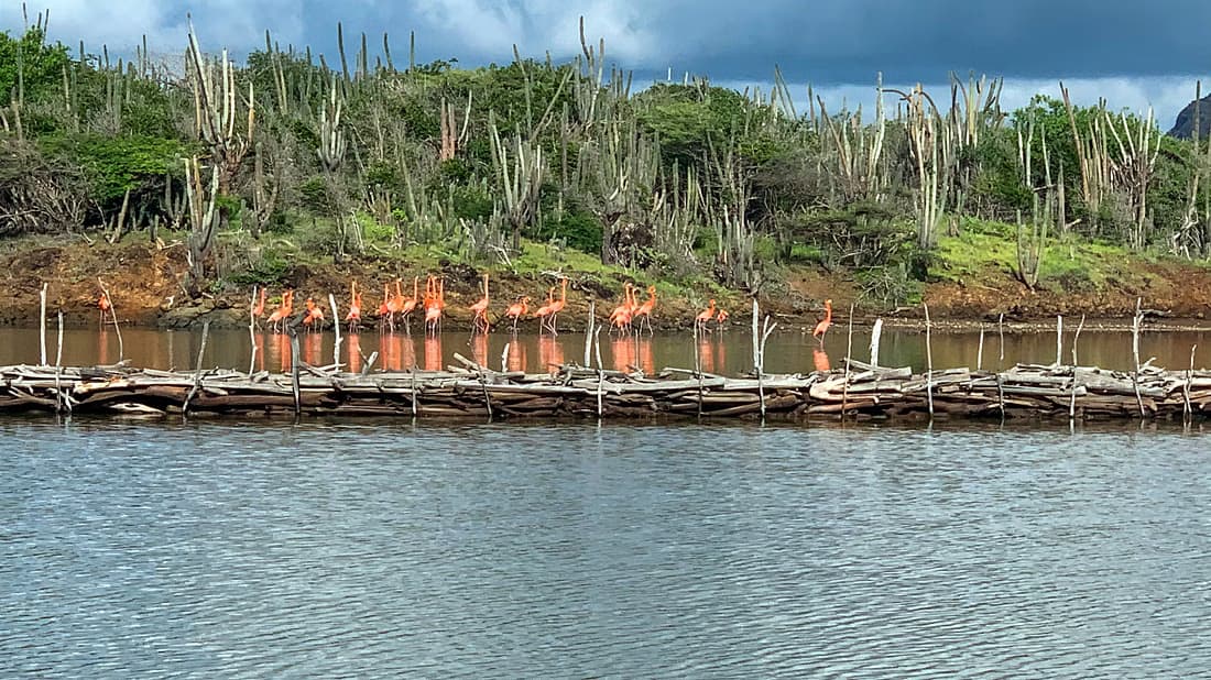 Bonaire North & South Island Tour with Local Guide. - Image 4