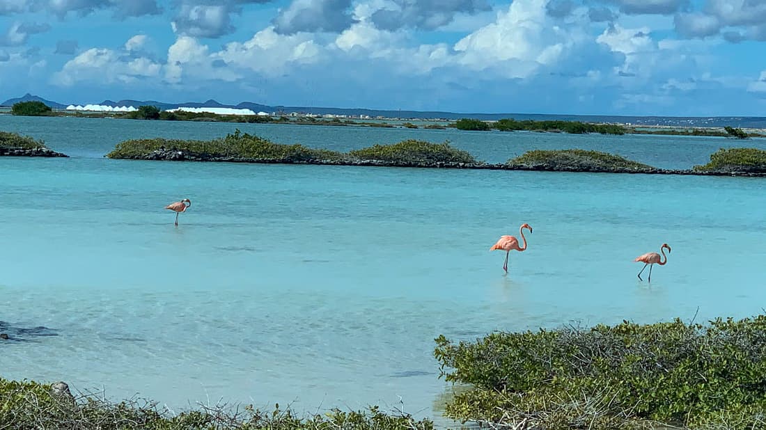 Bonaire North & South Island Tour with Local Guide. - Image 8